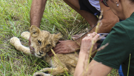 ČETVRTI DAN KAKO SE BORIMO ZA NJEN ŽIVOT Lavica pronađena kod Subotice i dalje kritično, veterinari čine sve da je spasu