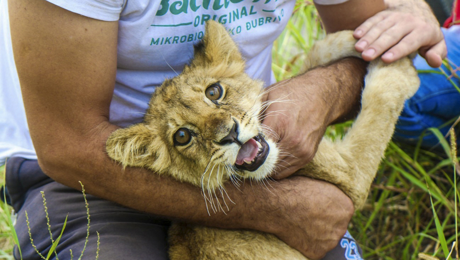 UGINULA LAVICA KIKI Posle 15 dana borbe iz Zoo vrta stigle tužne vesti
