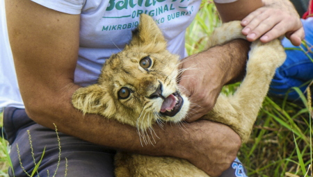 UGINULA LAVICA KIKI Posle 15 dana borbe iz Zoo vrta stigle tužne vesti