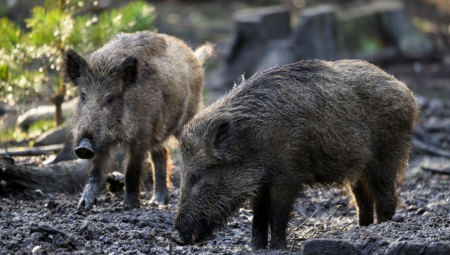 AMERICI PRETI INVAZIJA SUPERSVINJA "Nemoguće ih je iskoreniti"