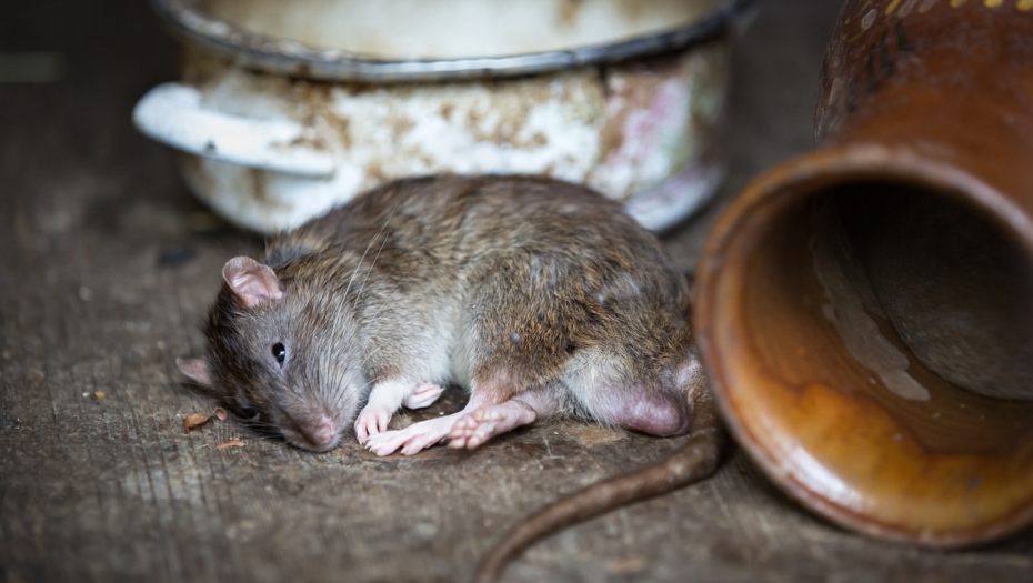 BOLEST SA PACOVA PRELAZI NA LJUDE Otkriveni slučajevi zaraženih, evo kako se zaraza leči