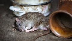 BOLEST SA PACOVA PRELAZI NA LJUDE Otkriveni slučajevi zaraženih, evo kako se zaraza leči