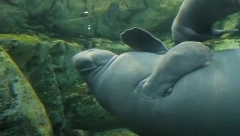 ČOVEK UGLEDAO OGROMNI CRNI REP KAKO VIRI IZ KANALIZACIJE Stigla policija i vatrogasci, izvukli živu grdosiju