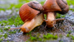 VIC DANA Pitali puža da li mu je žena kod kuće...