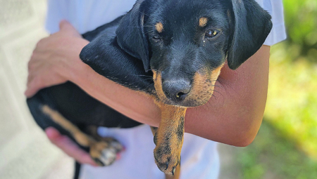 Udomi me: Umiljati štenci traže dom