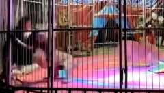 ZVER GA ŠČEPALA, PUBLIKA OD STRAHA VRIŠTI Lav skočio na dresera tokom nastupa u cirkusu, kamera zabeležila momenat užasa (VIDEO)