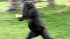 ZBOG OVOG SE 50 MILIONA DRŽI ZA STOMAK Gorile na kiši se ponašaju kao ljudi, urnebesan snimak