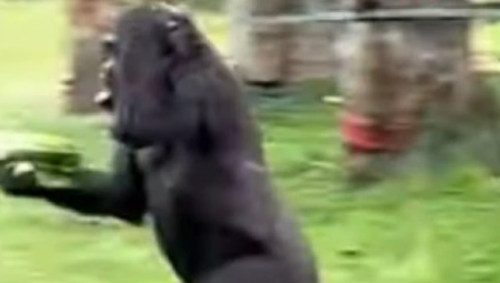 DA LI JE OVO MOGUĆE? Hit snimak kruži društvenim mrežama, niko ne može da veruje da majmun ovo radi (VIDEO)