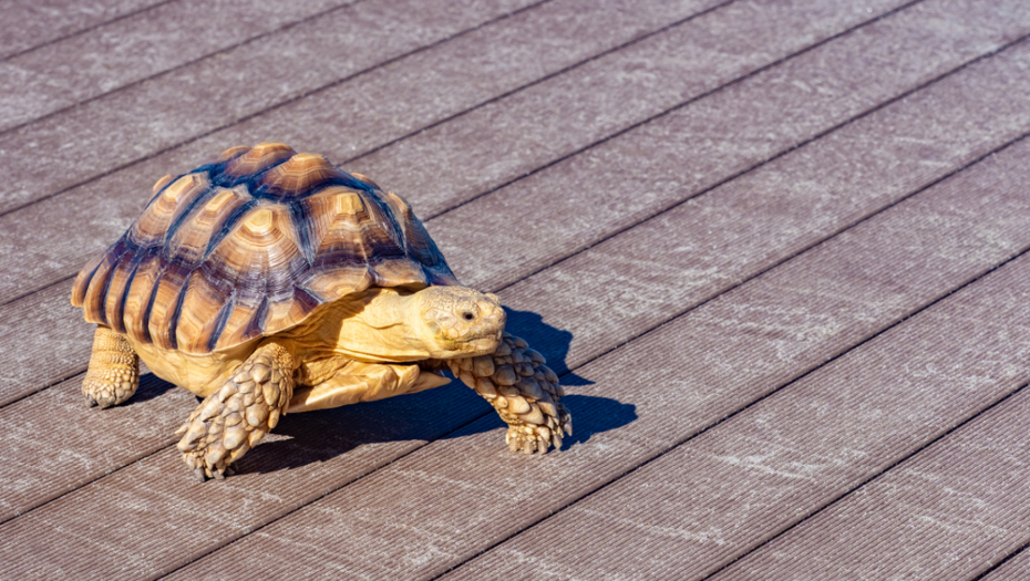 NESTAJE KAO HUDINI Kornjača po imenu Tenk treći put u bekstvu