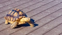 KORNJAČA "HUDINI" PONOVO U BEKSTVU: Zvuči neobično, ali ovo se događa već treći put (VIDEO)
