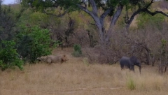 MAJKA SLONICA JE U ŽURBI OSTAVILA SVOJE MLADUNČE Lavovi su uočili priliku... (VIDEO)