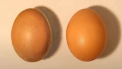 MOZGALICA KOJA JE ZALUDILA MILIONE Za deset sekundi otkrijete koje je pravo jaje