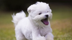 MAMA, ŽELIM KUCU Prednosti odrastanja sa ljubimcem su neverovatne, razmislite 2 puta pre nego što kažete "ne"