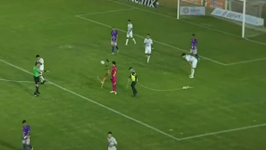 NEVEROVATNA SCENA NA TERENU Pas prekinuo meč, golman mu prepustio loptu, obezbeđenje nije moglo da ga uhvati (VIDEO)