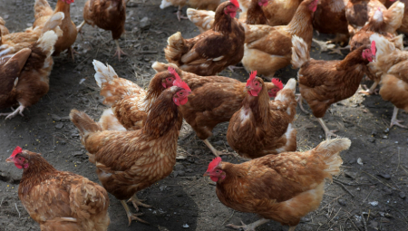 ČOVEK UHVATIO ŽIVOTINJU KOJU NIKO NIJE VIDEO 130 GODINA! Čuo je buku u kokošinjcu, a kada je video prizor sledio se (FOTO)