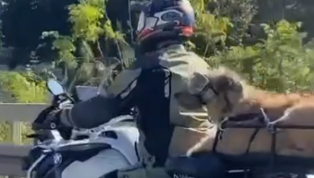 HIT PRIZOR NA BEOGRADSKIM ULICAMA Pas na motoru, nosi naočare i uživa u vožnji (VIDEO)