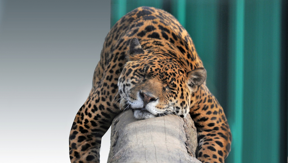 PRODAVALI MLADUNČE JAGUARA Muž i žena uhapšeni zbog trgovine egzotičnih životinja