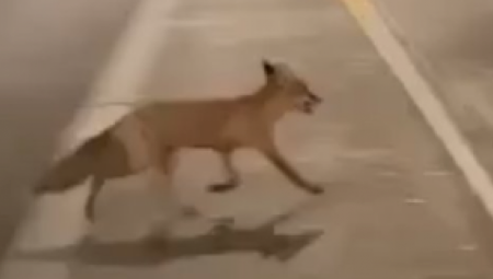 NEZAPAMĆEN PRIZOR NA DORĆOLU Lisica čeka zeleno svetlo, pa prelazi ulicu (VIDEO)