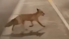 NEZAPAMĆEN PRIZOR NA DORĆOLU Lisica čeka zeleno svetlo, pa prelazi ulicu (VIDEO)