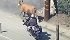 "KRIMINALAC" NA SLOBODI  Krava beži od policije, lomi sve pred sobom (VIDEO)