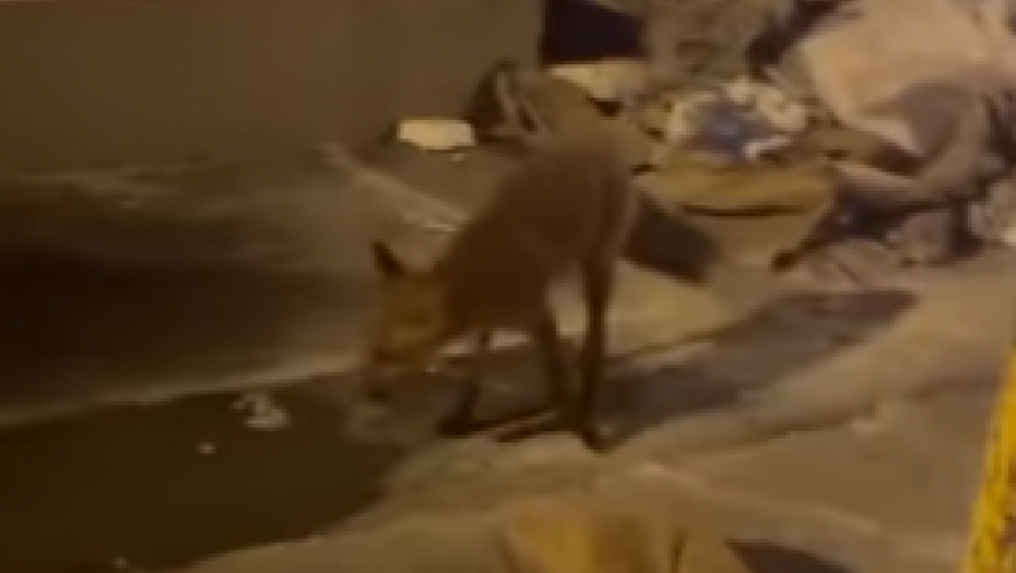 JOŠ JEDNA LISICA U BEOGRADU? Evo gde je sada viđena (VIDEO)