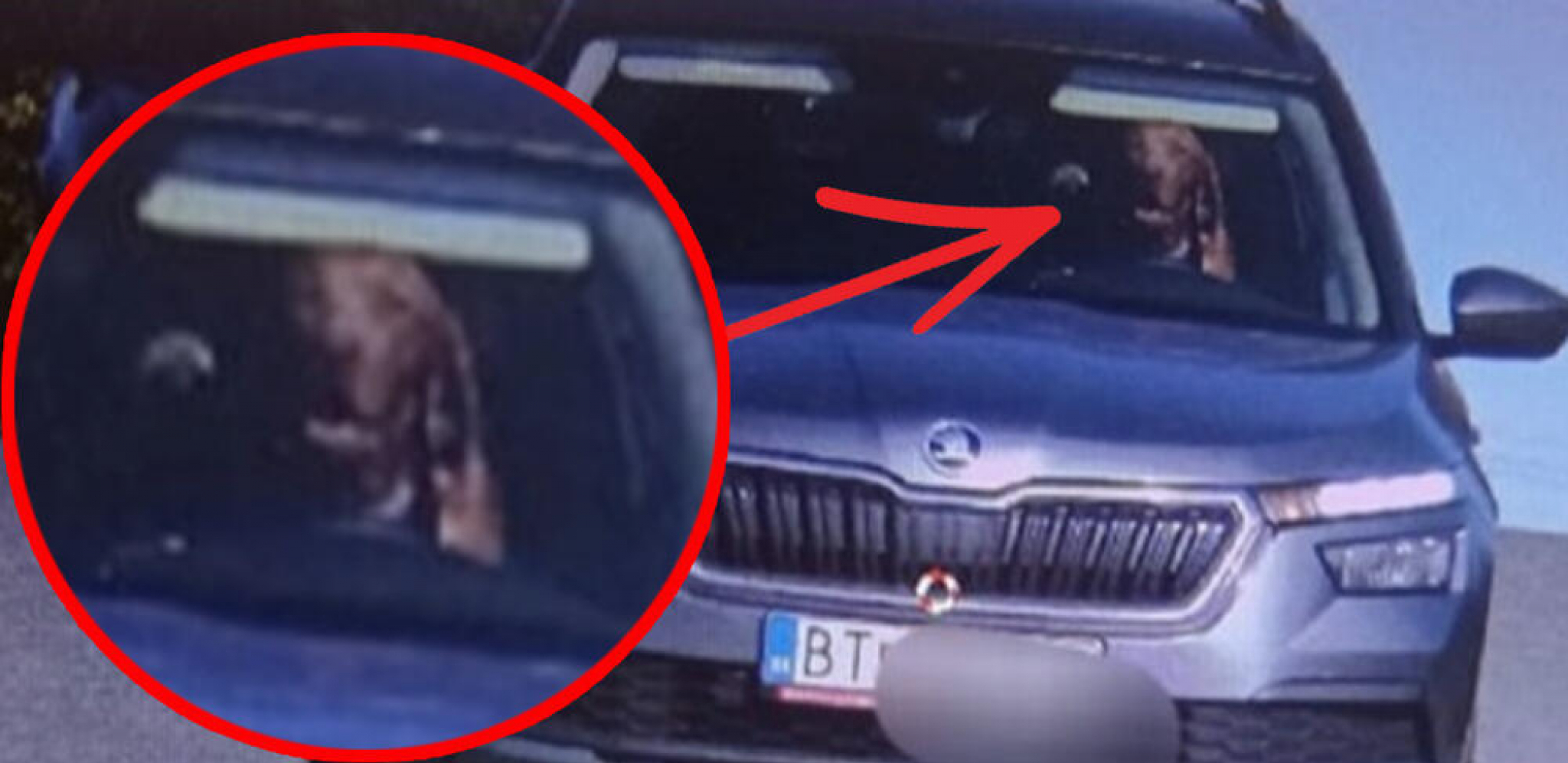 PAS VOZI AUTO, POLICIJA TRAGALA ZA LOPOVOM Kamera uhvatila neverovatnu scenu, vozač imao objašnjenje (FOTO)