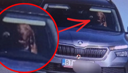 PAS VOZI AUTO, POLICIJA TRAGALA ZA LOPOVOM Kamera uhvatila neverovatnu scenu, vozač imao objašnjenje (FOTO)