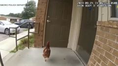 AMERIČKI POLICAJAC JURI KOKOŠKU Posle ovog snimka dobio očekivani nadimak (VIDEO)