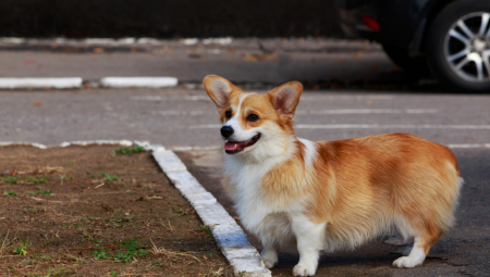 ZBOG OVE PRIČE ĆETE SIGURNO ZAPLAKATI Holanđanin izgubio psa u Srbiji, tugovao za njim šest meseci, a onda se desilo pravo čudo