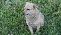 NAPUSTIO JE PSA I SAD MORA DA PLATI KAZNU 1.000 EVRA Sud doneo odluku, to nije jedina kazna za penzionera