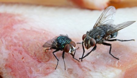 LEKARI MU PRONAŠLI ŽIVU MUVU KOJA ZUJI U CREVIMA Nije imao nikakve simptome, a evo šta je pojeo pre pregleda