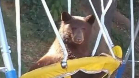 DANIMA MU JE MEDVED ULAZIO U DVORIŠTE I LJULJAO SE NA LJULJAŠCI Posavio je kamere, pa umro od smeha(VIDEO)