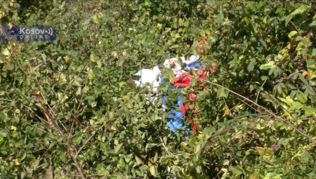 POLOMLJEN JARBOL SA SRPSKOM ZASTAVOM KOD BANJSKE Nova provokacija Albanaca za Srbe sa KiM (VIDEO)