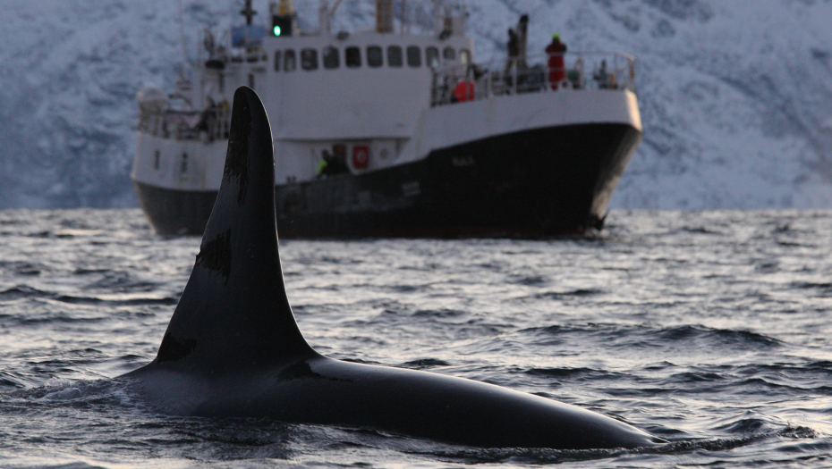 MORSKA NEMAN NAPALA JOŠ JEDAN BROD Jedrenjak potonuo, horor u Gibraltaru