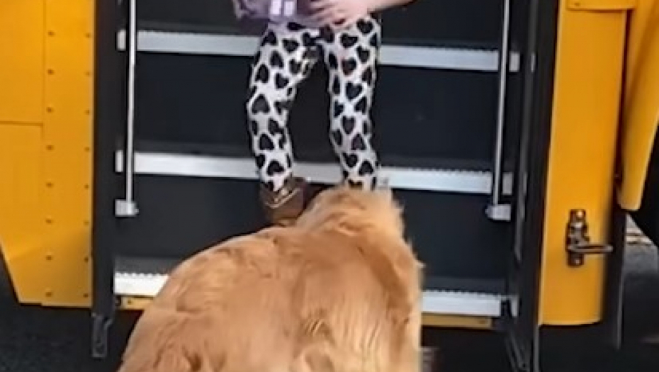 LJUBAV DO NEBA Zlatni retriver svaki dan čeka devojčicu posle škole, a onda uradi nešto neverovatno