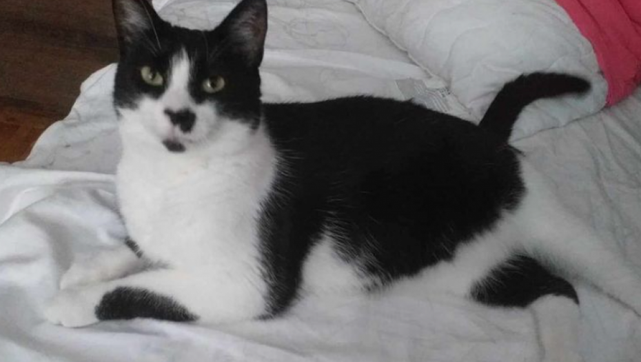 KO PRONAĐE MAZU DOBIJA 1000 EVRA Celo Pančevo je traži