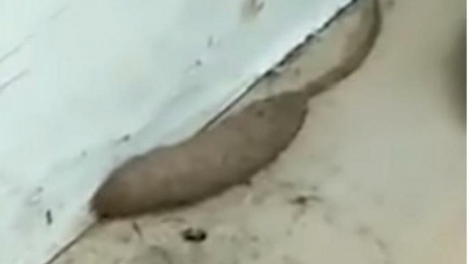 SEDELA JE MIRNO NA KREVETU, PA OSETILA DA NEŠTO ISPOD GMIŽE Kad je videla šta je, zaprepastila se! (VIDEO)