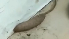 SEDELA JE MIRNO NA KREVETU, PA OSETILA DA NEŠTO ISPOD GMIŽE Kad je videla šta je, zaprepastila se! (VIDEO)