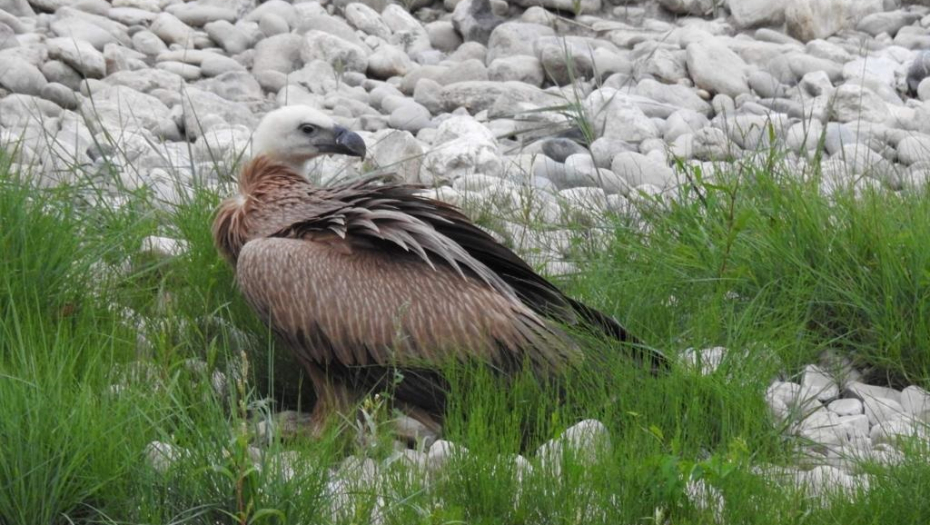 JEDVA IZBEGLI SIGURNU SMRT Ovako su ljubitelji prirode spasili dve najugroženije životinje u Srbiji