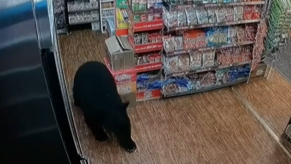 MEDVED UKRAO BOMBONE GUMENE MEDE Kamera snimila nesvakidašnji prizor u Kanadi (VIDEO)