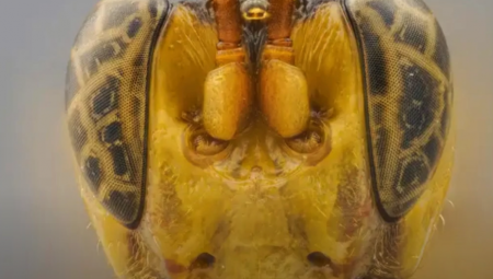 ISISAVA KRV I JEDE UNUTRAŠNJE ORGANE ŽRTVE Otkriven zastrašujući parazit džinovske glave (VIDEO)