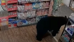 NESVAKIDAŠNJI KUPAC Medved ušao u prodavnicu, a ono što je uzeo da jede zaprepastilo je ljude na internetu! Kako mu je to palo na pamet? (VIDEO)
