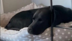 AKO SE PAS TRZA DOK SPAVA TO ZNAČI SAMO JEDNO Stručnjaci objasnili šta mu se u tom trenutku dešava