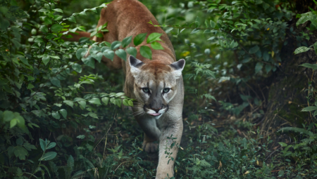POLICIJA IZDALA UPOZORENJE Meštani okrugu Lihaj stahuju da se vraćaju pume