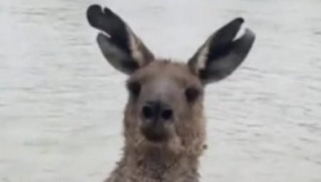 BORBA KENGURA I PSA Čovek skače u vodu i brani svog ljubimca