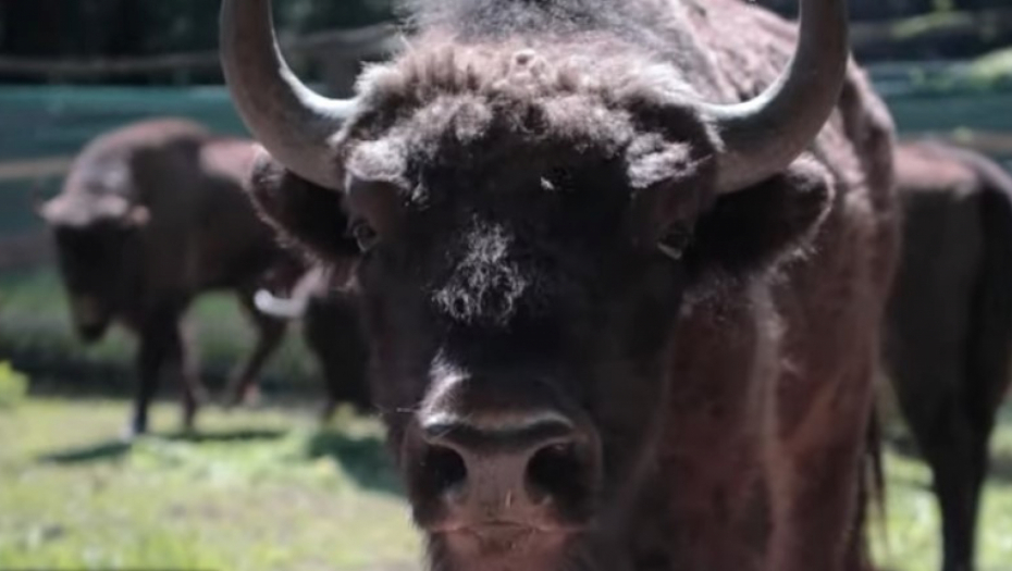 TUŽNE VESTI SA FRUŠKE GORE Uginuo bizon Đuka