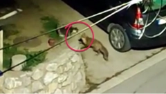 LISICA SNIMLJENA USRED IVANJICE Uhvatila se u koštac sa mačkom, osvanuo hit snimak