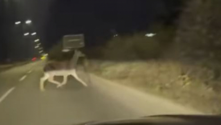 KOŠUTA ISTRČALA NA PUT KOD NIŠA Kolone automobila se ukopale u mestu (VIDEO)