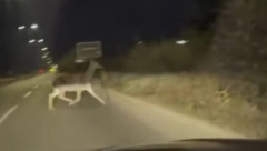 KOŠUTA ISTRČALA NA PUT KOD NIŠA Kolone automobila se ukopale u mestu (VIDEO)