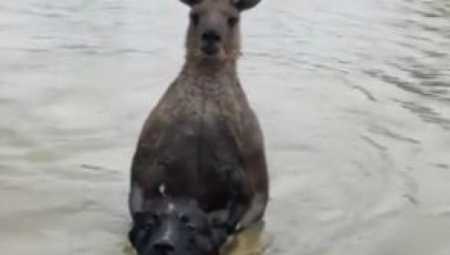 KENGUR POČEO DA MU DAVI PSA Vlasnik utrčao u vodu, nastala opšta tuča: Nokautirao ga ko bokser